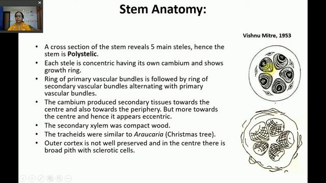 Pentoxylon - Fossil Plant смотреть онлайн