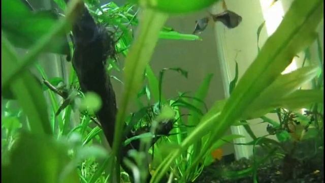 All Natural Tank смотреть онлайн