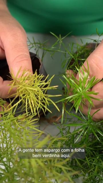 #plantas #nutrição #forthjardim смотреть онлайн