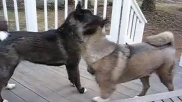 Akitas wrestling смотреть онлайн
