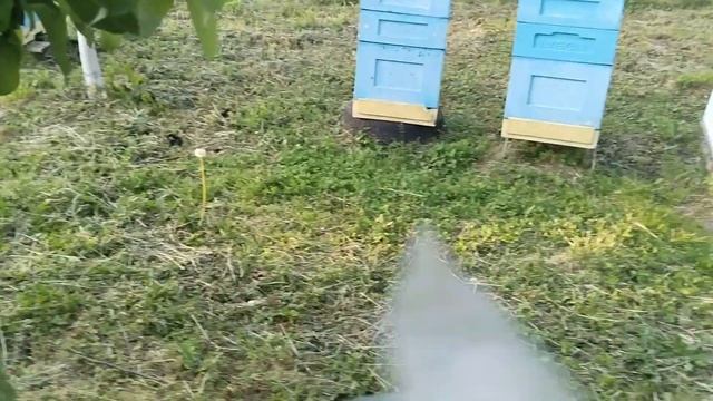 Послушные пчелки Карника и Бакфаст смотреть онлайн