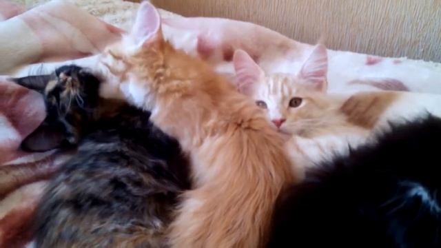 Кошачьи нежности (=^_^=) смотреть онлайн