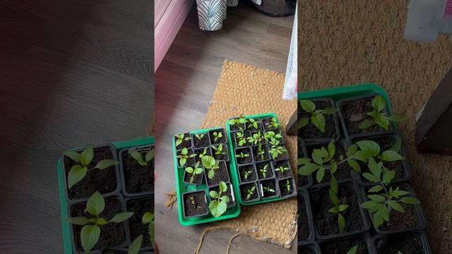 🥬🍅🙏👍 #semis en en intérieur, tomates, poivrons, melon, aubergine, piment смотреть онлайн