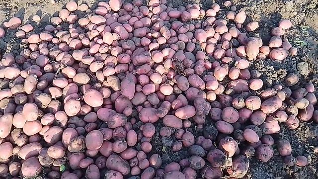 Картопля Рокко - характеристики і опис сорту смотреть онлайн