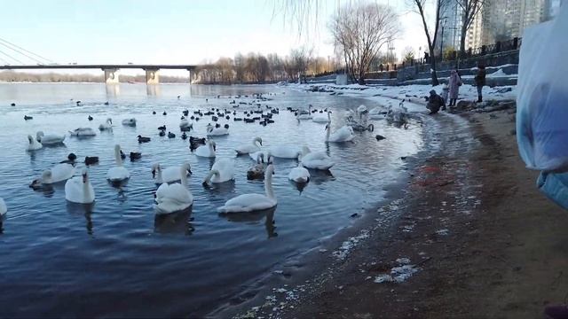 Лебеди на Оболоне. Киев. смотреть онлайн