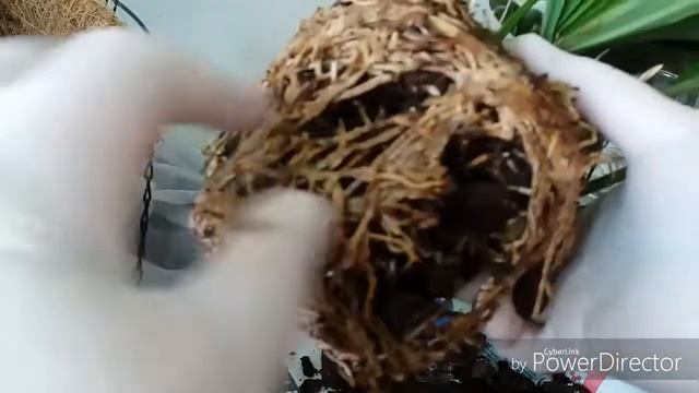 Ορχιδεα Στανχοπεα(Stanhopea Oculata)μεταφύτευση. смотреть онлайн