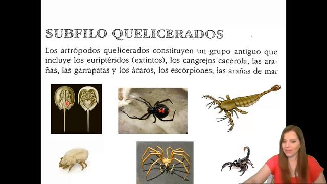 Trilobites, Merostomados y Picnogónidos смотреть онлайн