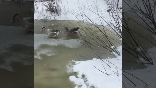 Мои ледоколы. смотреть онлайн