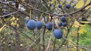 Неприхотливый, но агрессивный! Это, конечно, тёрн!