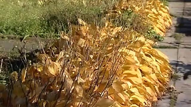 hosta смотреть онлайн