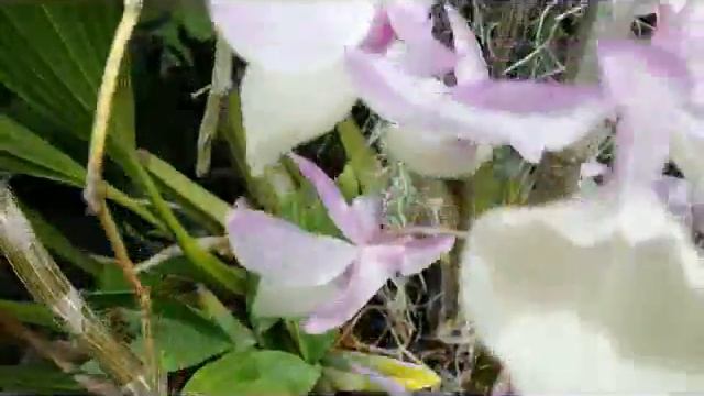 D. Aphyllum in Bloom, Natural Rain is Good for Species Orchids смотреть онлайн
