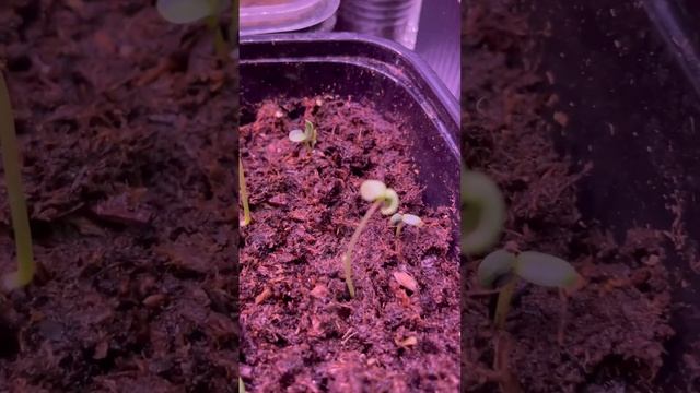 Черная ножка на рассаде🤕 #чернаяножканарассаде#какспастирассаду#рассадападает смотреть онлайн