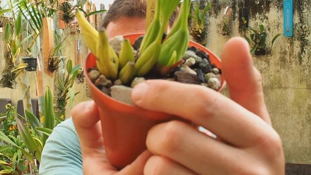 Coelogyne Salvaneraniana - Orchideen Erfolgreich Pflegen
