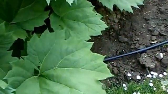 Rheum officinale - Chinesischer Rhabarber смотреть онлайн