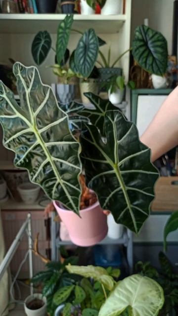 В комментариях полные названия растений 🌟🌿#plants #plantlover #растения #houseplants #растениядома смотреть онлайн