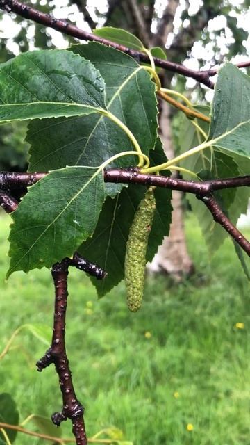 Himalayan birch - leaves, twigs & young female catkin / fruit - June 2021 смотреть онлайн