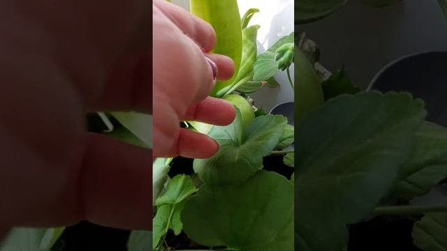 Эта моя герань зацвела первой. Жду следующие. смотреть онлайн