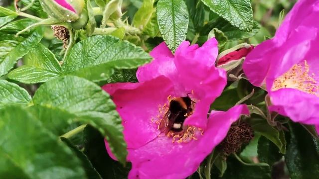 Шмель на цветке, нервно собирает пыльцу смотреть онлайн