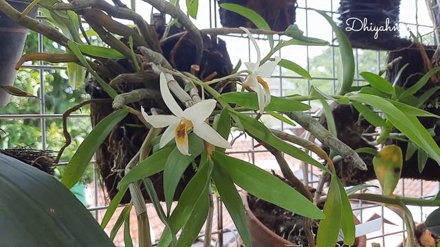 Mengenal Anggrek Dendrobium heterocarpum | Anggrek yang Diburu Kolektor смотреть онлайн
