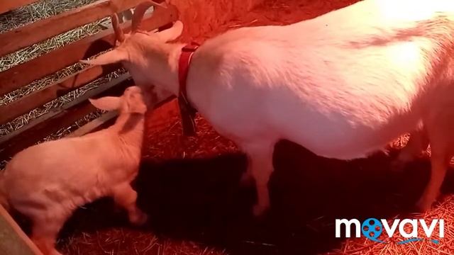Первая прогулка козлика🥰 Персея🤗😘 смотреть онлайн