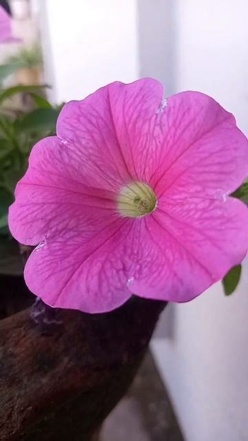 "Petunia - Dancing with wind" #blooming #flowers #love #nature #garden #petunia #shorts смотреть онлайн