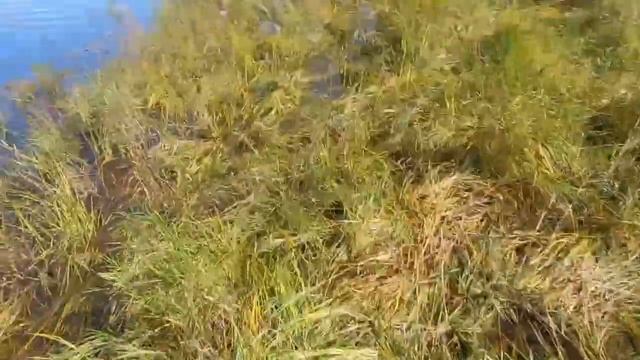 Работа собаки по утке смотреть онлайн