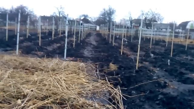 сроки посадки виноградных саженцев смотреть онлайн
