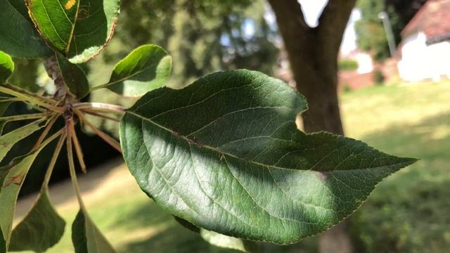 Apple 'John Downie' - leaf close up - July 2020 смотреть онлайн