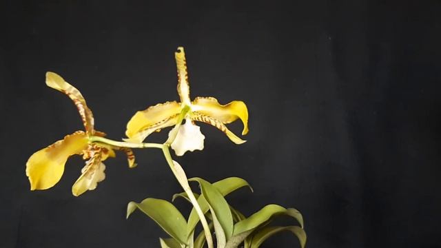 Rossioglossum grande 2022.9.27. смотреть онлайн