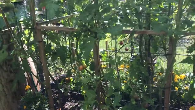OMG Oh My Garden Tomato machine update. смотреть онлайн
