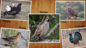 Животный мир Югры