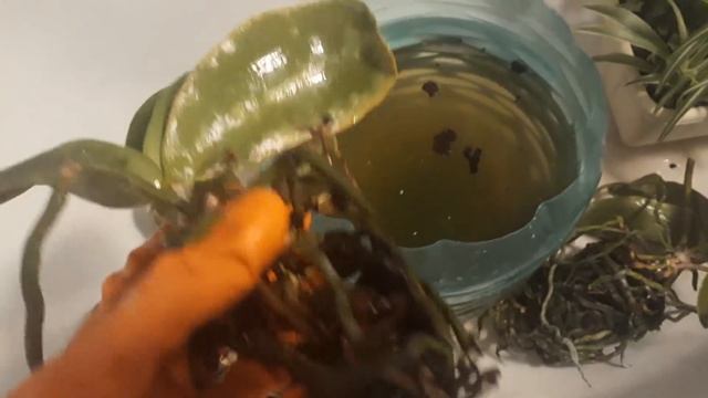 Нашла пакетик с орхидеями .. смотреть онлайн