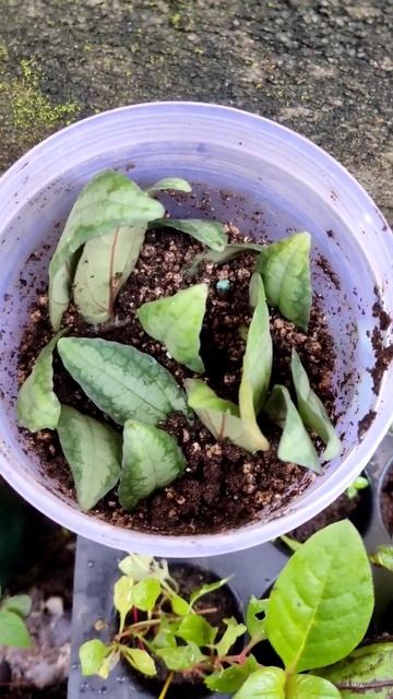 Pellionia propogation #plants #farming #malayalam #aquarium #propogation #gardening смотреть онлайн