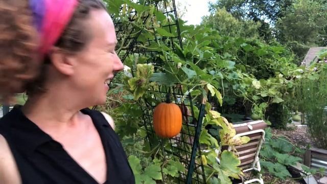 What vegetables can you grow on a trellis смотреть онлайн