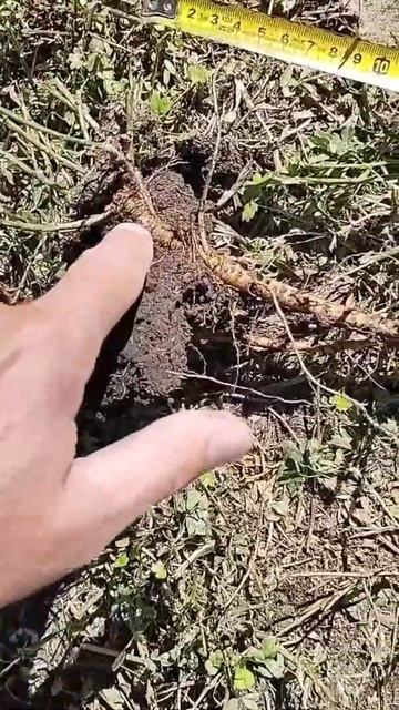 Subsolado natural en suelos vertisoles. Pastura base alfalfa смотреть онлайн