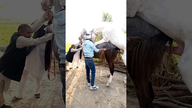 nukra ghoda k sath nilli chambi.meeting.kitni takat h ghode me.&Dharma farm& kharal hryana смотреть онлайн