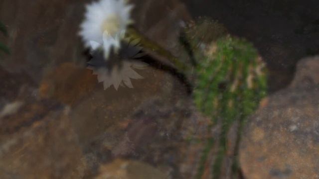 "Палыч" ... ночное соло ... смотреть онлайн