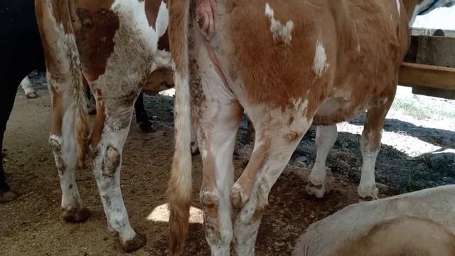 KURBANLIK KİLO FİYATLARI ERZURUM KARAYAZI KURBANLARI BURSA GEÇİT KURBAN PAZARI CADIR NO 81 смотреть онлайн