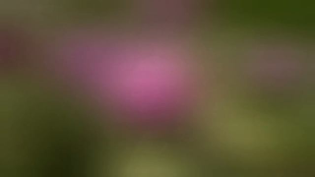 Что цветёт в Калининграде в конце мая. смотреть онлайн