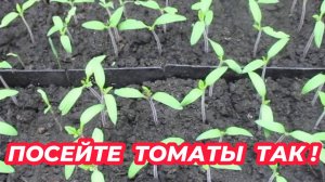 ТОМАТЫ СЕЮ ТОЛЬКО ТАК! Рассказываю когда и как посеять семена томатов на рассаду