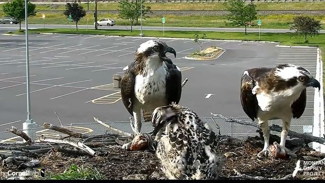 Louis and Iris, dual deliveries, everyone eats good! 2018 07 04 21 50 09 963 смотреть онлайн