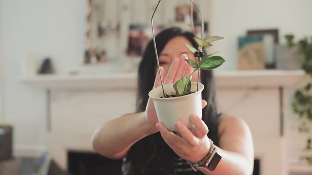Hoya Haul Update / Hoya Finlaysonii, Hoya Australis Lisa Variegated, Hoya Multiglora Shooting Star смотреть онлайн