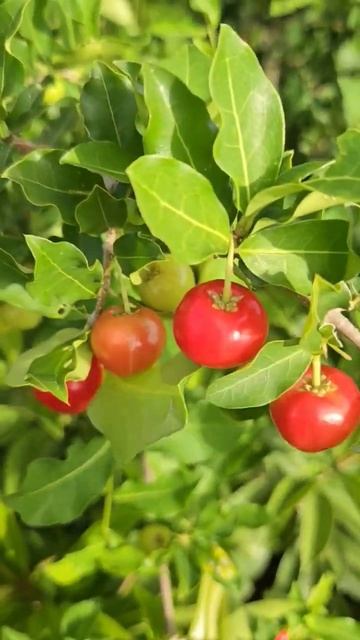 Cereza tropical. Tenonos hasta de venta. Con que nombre la conoces? #elhuertoentucasa смотреть онлайн