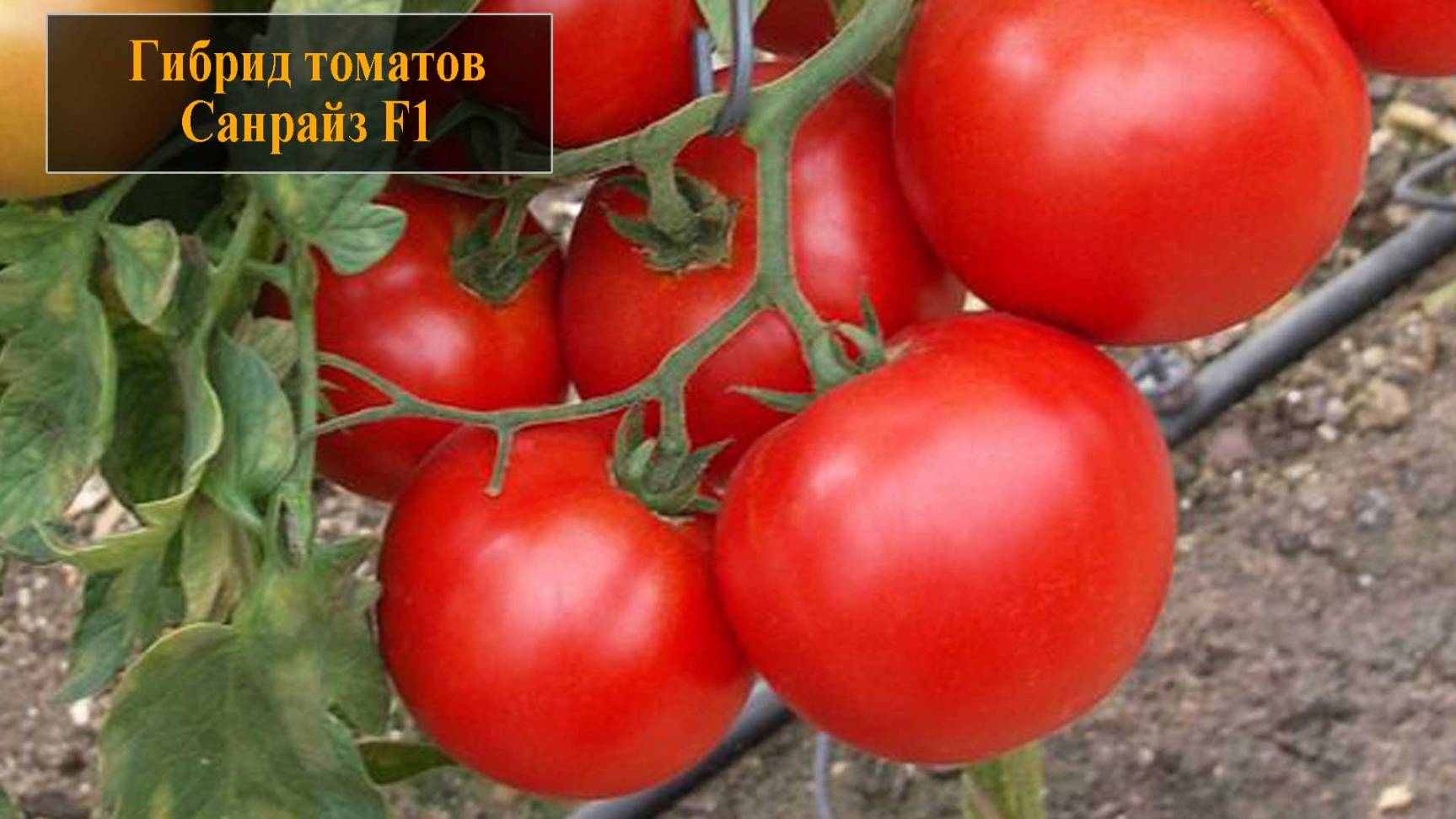 Гибрид томатов Санрайз смотреть онлайн