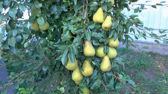 Груша ВЫЖНИЦА: ценный осенний сорт смотреть онлайн