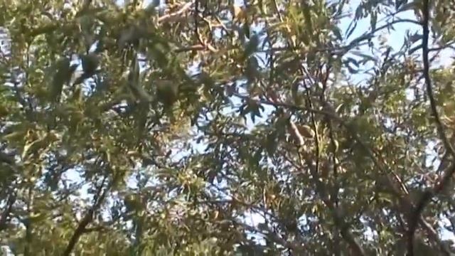 Сладкий миндаль 4 июня смотреть онлайн