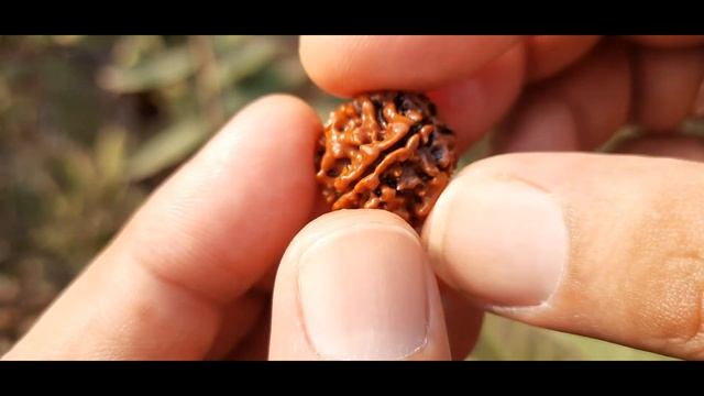 Buy Original Nepali 5 Mukhi Rudraksha # 0549 смотреть онлайн