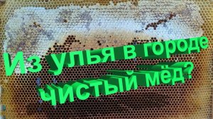 Профессор Кашковский про чистоту мёда, если пасека в городе