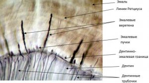Сазонов С.В. Лекция по гистологии №19. Органы полости рта