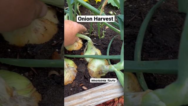 Onion harvest #whosoeversouth #farmlife #garden смотреть онлайн